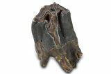 Fossil Woolly Rhino (Coelodonta) Tooth - Siberia #292588-2